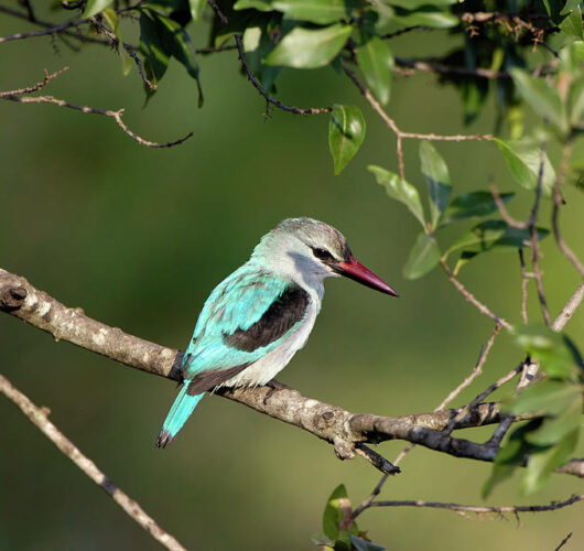 1-woodland-kingfisher-dr-p-marazziscience-photo-library 1-woodland-kingfisher-dr-p-marazziscience-photo-library