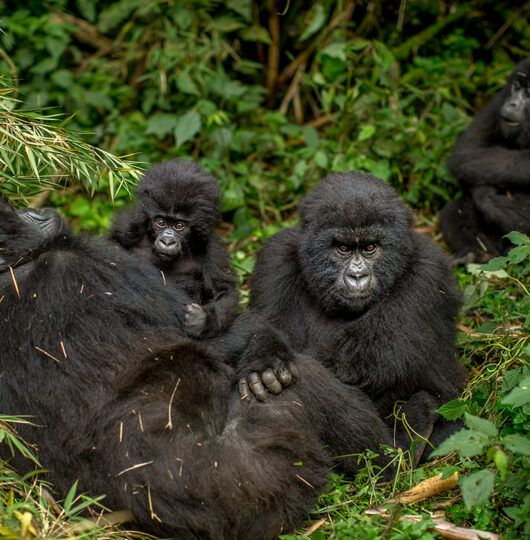 _51V0445M1 _51V0445M1