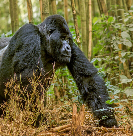 _51V4977M2 _51V4977M2