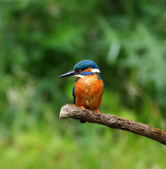 Bird-watching-in-Kibale-Forest Bird-watching-in-Kibale-Forest