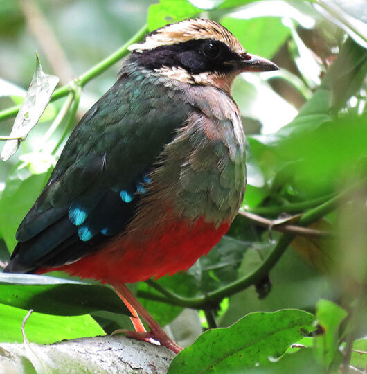 Birding-in-Kibale-National-Park Birding-in-Kibale-National-Park