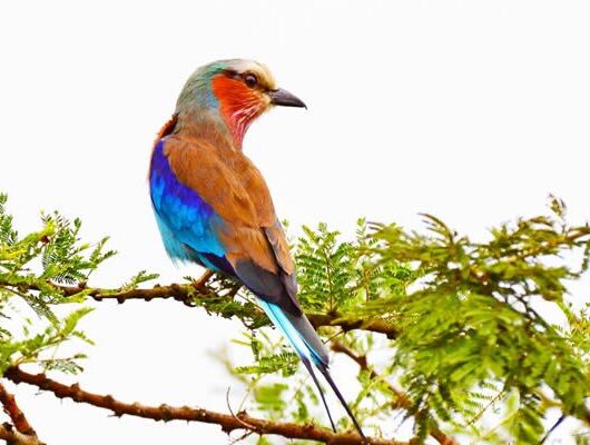 Birding-in-Lake-Mburo-National-Park-750x400 Birding-in-Lake-Mburo-National-Park-750x400