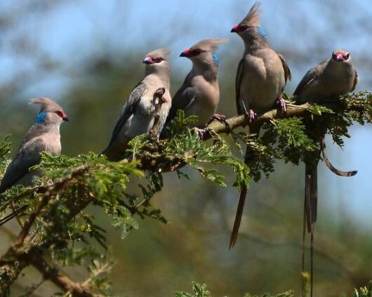 Birds-in-lake-mburo-national Birds-in-lake-mburo-national