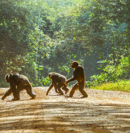 Chimp-scaled-web Chimp-scaled-web