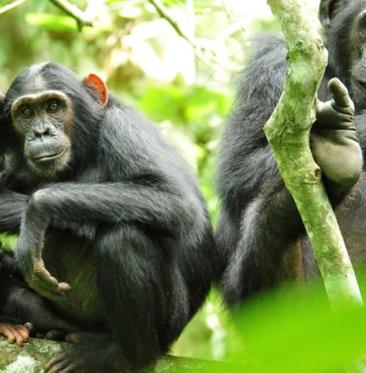 Chimpanzee-Tracking-Safaris-In-Kibale-Forest-National-Park