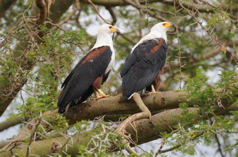 Fish Eagle Fish Eagle
