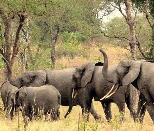 Getting-to-Semuliki-national-park Getting-to-Semuliki-national-park