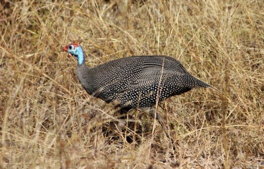 Guineafowl Guineafowl