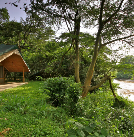 Ishasha-Wilderness-Camp-QENP-69 Ishasha-Wilderness-Camp-QENP-69