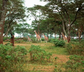 KKP-97-copy-2 KKP-97-copy-2