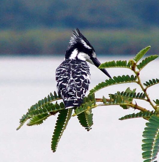 King fisher King fisher