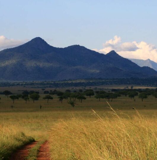 SafariDetail SafariDetail