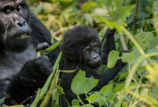 Sanctuary-Gorilla-Forest-Camp-8 Sanctuary-Gorilla-Forest-Camp-8