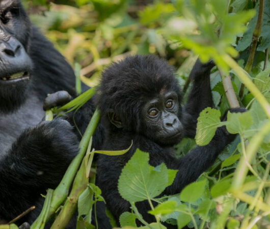 Sanctuary-Gorilla-Forest-Camp-8 Sanctuary-Gorilla-Forest-Camp-8