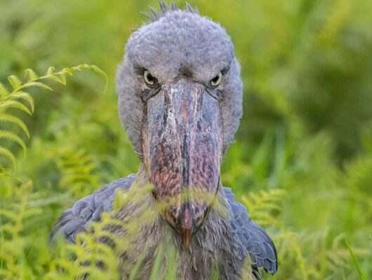 Shoebill-filming-in-Akagera-National-Park-1024x576 Shoebill-filming-in-Akagera-National-Park-1024x576
