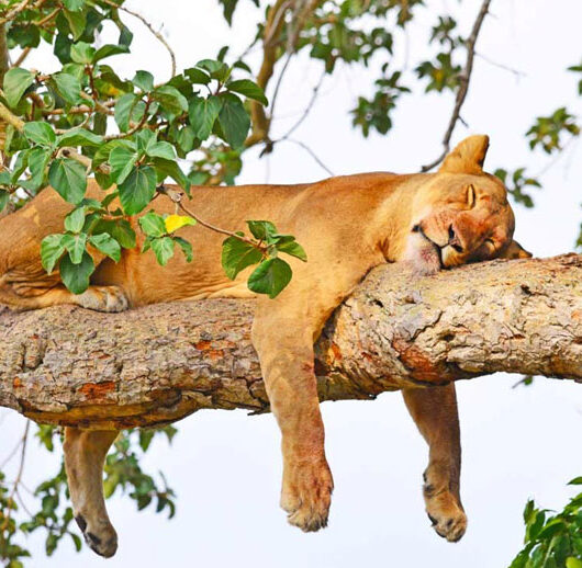 Tree-Climbing-lion-in-Queen-Elizabeth-National-Park Tree-Climbing-lion-in-Queen-Elizabeth-National-Park