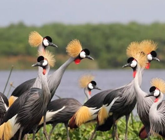 birds-of-queen-elizabeth-park birds-of-queen-elizabeth-park