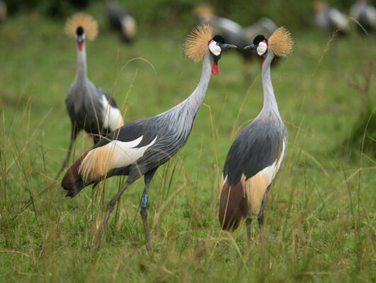 crested cranes crested cranes