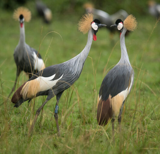 crested cranes crested cranes