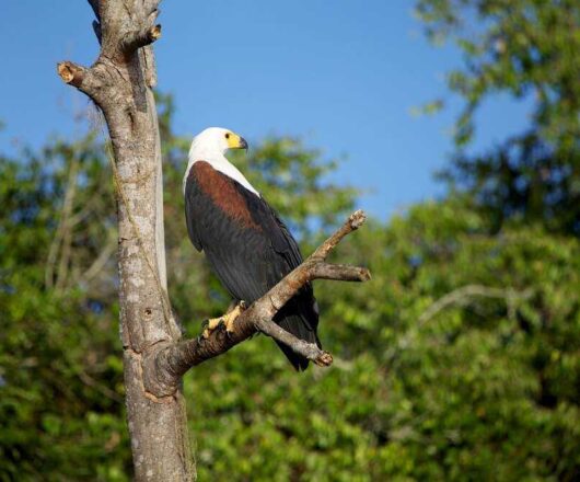 fish-eagle fish-eagle