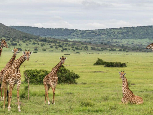 girafes-parc-national girafes-parc-national