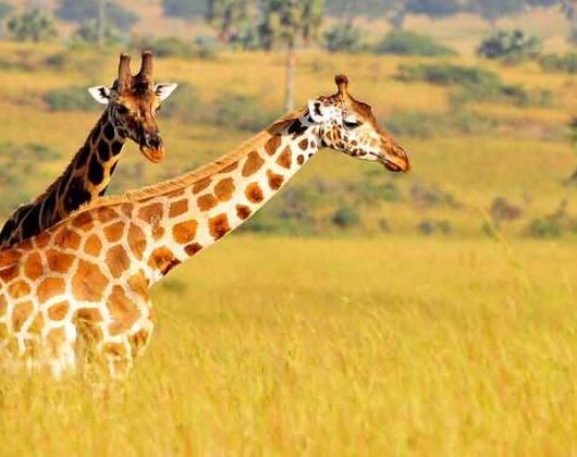giraffes-at-lake-Mburo-National-park giraffes-at-lake-Mburo-National-park