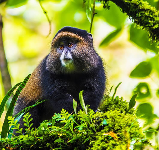 golden-monkey golden-monkey