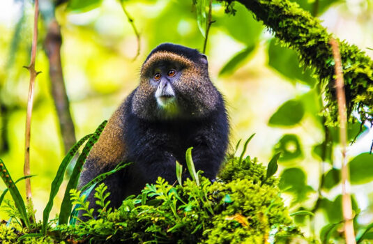 golden-monkey golden-monkey