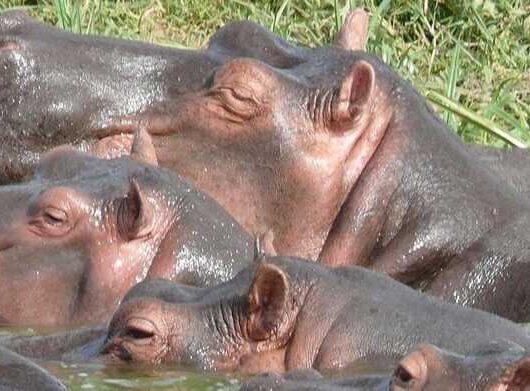 hippos hippos