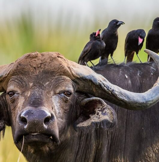 kidepo-1024x559 kidepo-1024x559