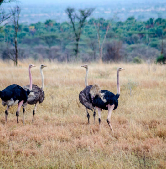 kidepo-ostritches kidepo-ostritches