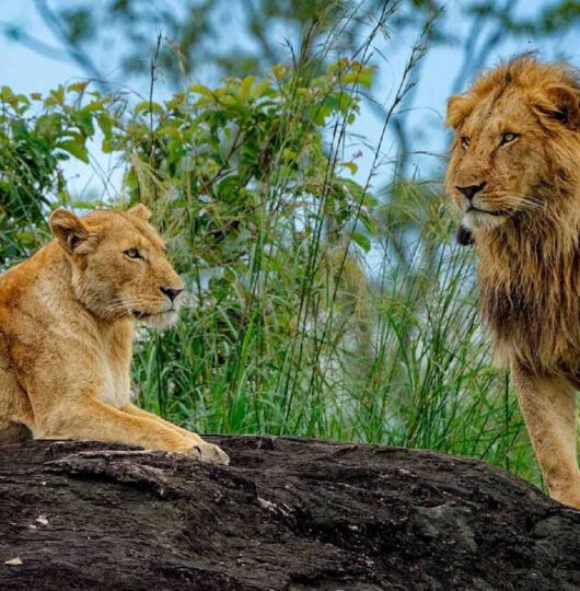 kidepo-valley-national-park_lions-1 kidepo-valley-national-park_lions-1