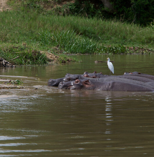 paraa-wildlife-and-scenery06 paraa-wildlife-and-scenery06