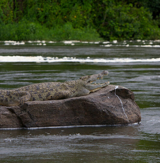 paraa-wildlife-and-scenery28 paraa-wildlife-and-scenery28