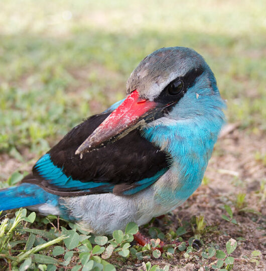 paraa-wildlife-and-scenery35 paraa-wildlife-and-scenery35