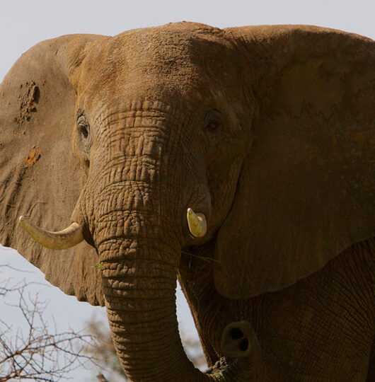 paraa-wildlife-and-scenery46 paraa-wildlife-and-scenery46