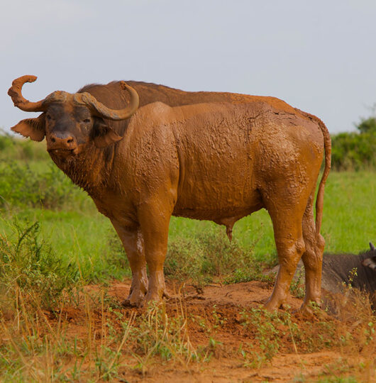 paraa-wildlife-and-scenery47 paraa-wildlife-and-scenery47