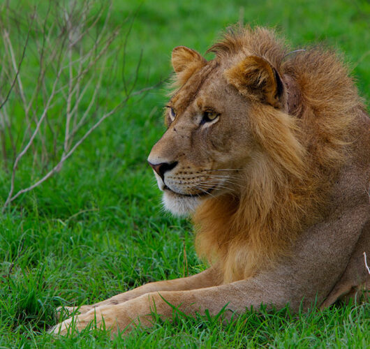 paraa-wildlife-and-scenery60 paraa-wildlife-and-scenery60