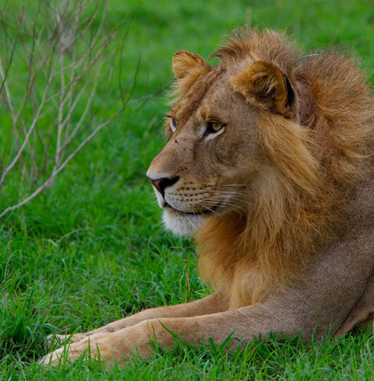 paraa-wildlife-and-scenery60 paraa-wildlife-and-scenery60