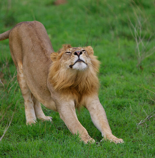 paraa-wildlife-and-scenery64 paraa-wildlife-and-scenery64