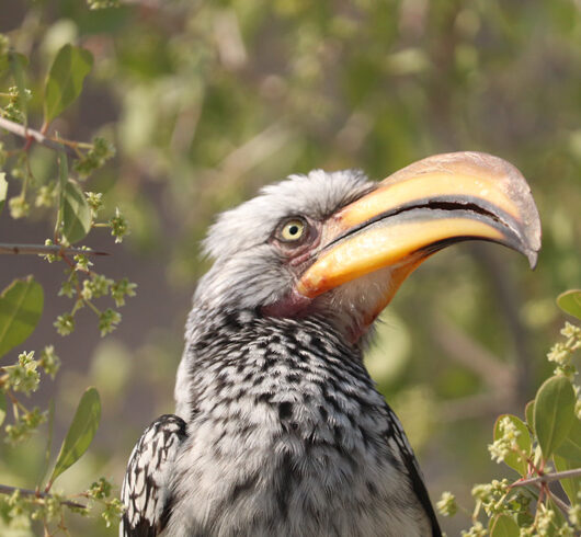 semlikiuganda semlikiuganda