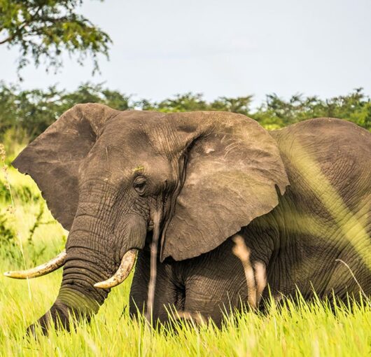 uganda_mweya-004 uganda_mweya-004