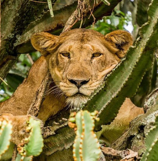 uganda_mweya-013 uganda_mweya-013