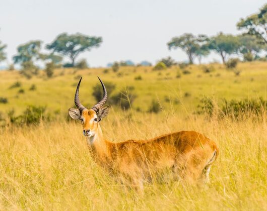 uganda_mweya-017 uganda_mweya-017