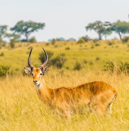 uganda_mweya-017 uganda_mweya-017