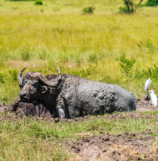 uganda_mweya_002 uganda_mweya_002