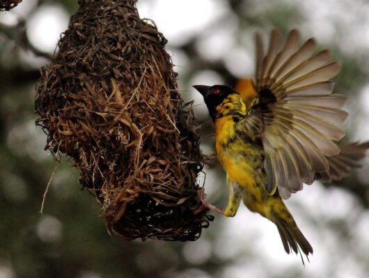 weaver bird weaver bird