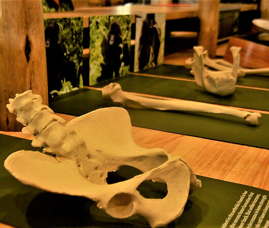 the_conservation_gallery_is_adorned_with_elements_that_explain_dian_fosseys_conservation_journey._photo_moise_m._bahati the_conservation_gallery_is_adorned_with_elements_that_explain_dian_fosseys_conservation_journey._photo_moise_m._bahati