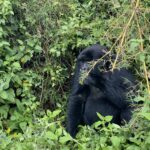 Mountain Gorilla feeding during Rwanda gorilla trekking
