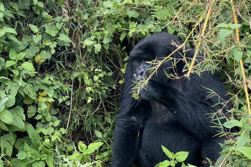 Mountain Gorilla feeding during Rwanda gorilla trekking